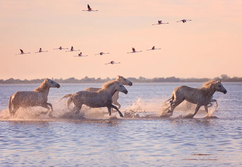 La Camargue, un territoire faconne par l-eau
