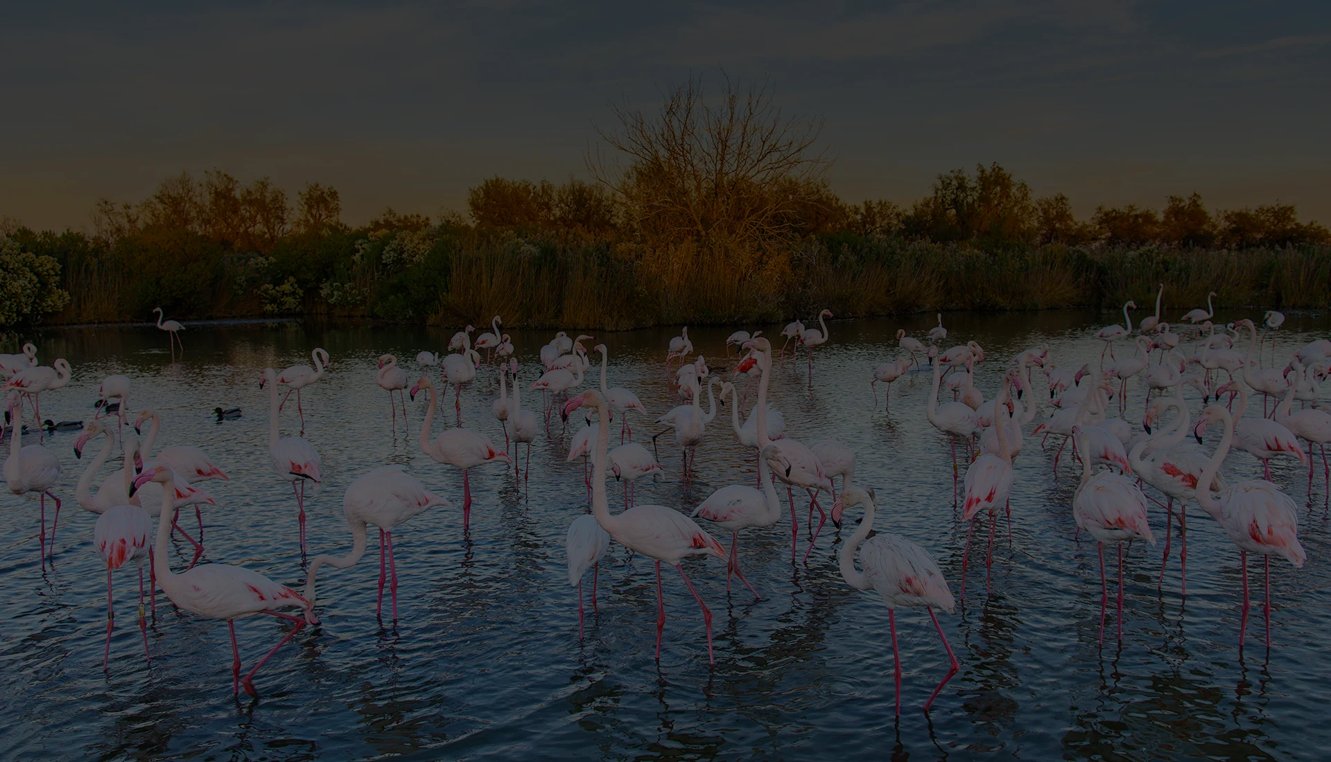 La Crau et la Camargue, deux ecosystèmes preserves