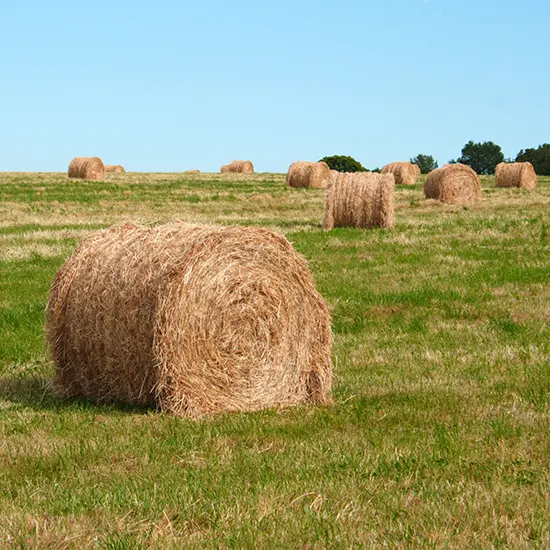 Le foin de Crau, une production agricole reconnue
