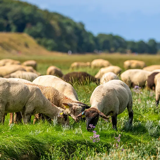 Le role central du pastoralisme ovin
