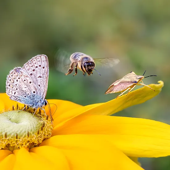 Une biodiversite adaptee aux conditions arides