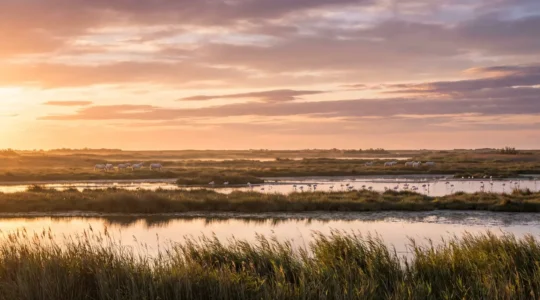 Paysage sauvage de Camargue avec marais et chevaux blancs au loin sous une lumière dorée