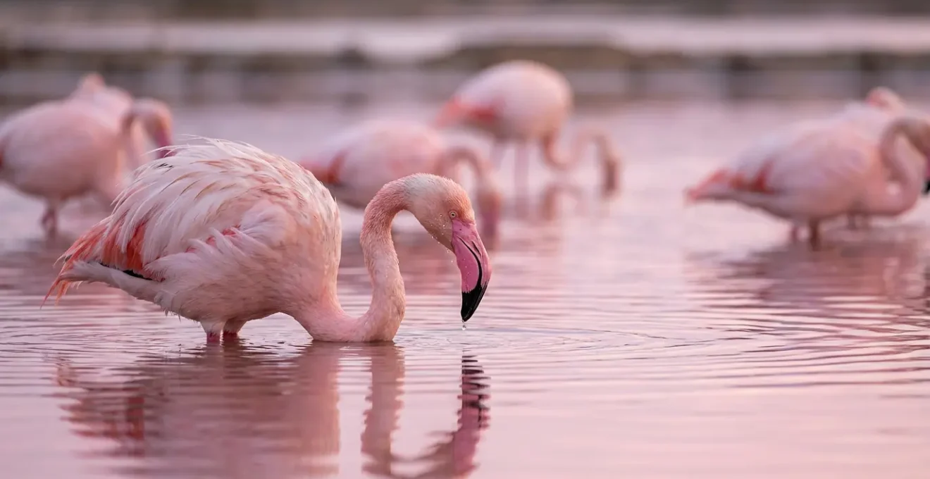 Flamants roses se nourrissant dans les eaux roses des marais salants, illustrant la chaîne alimentaire.