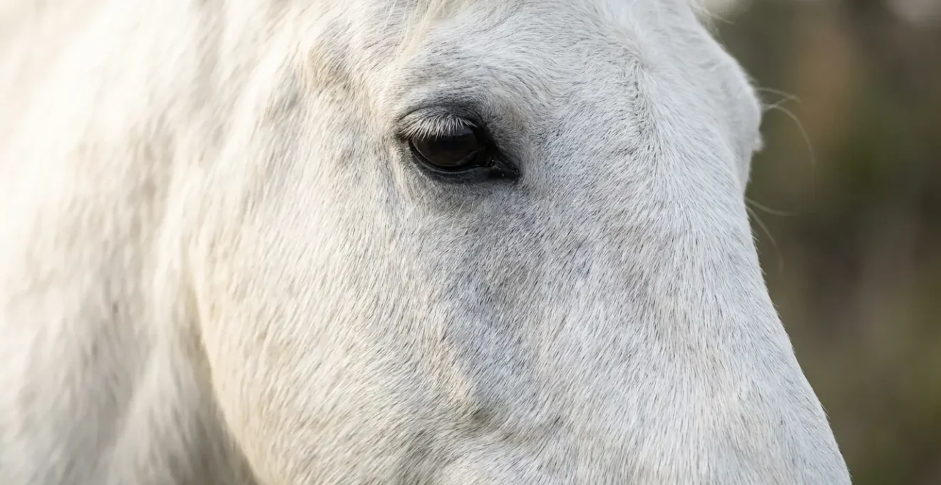 Portrait rapproché d'un cheval Camargue au regard doux et calme dans son environnement naturel