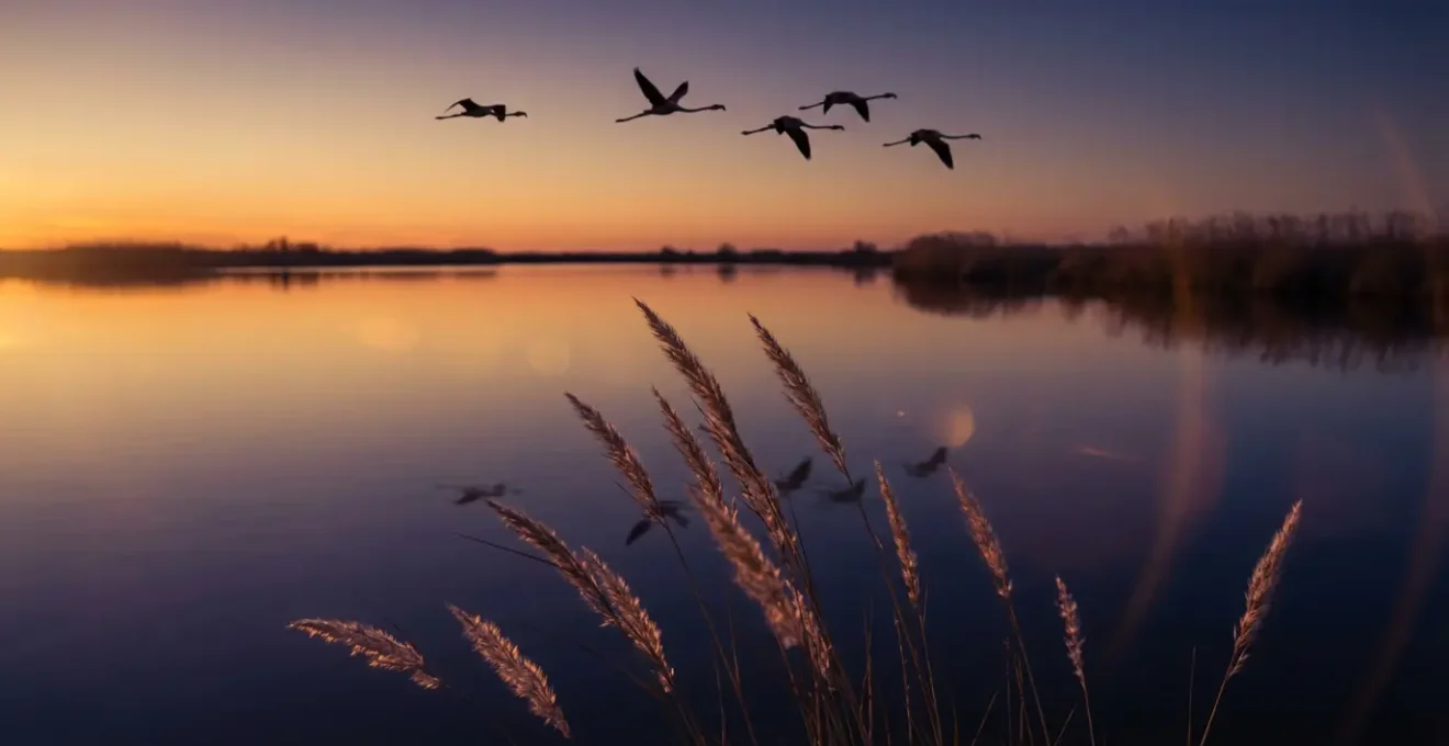 Étang de Camargue au crépuscule avec reflets dorés et silhouettes d'oiseaux