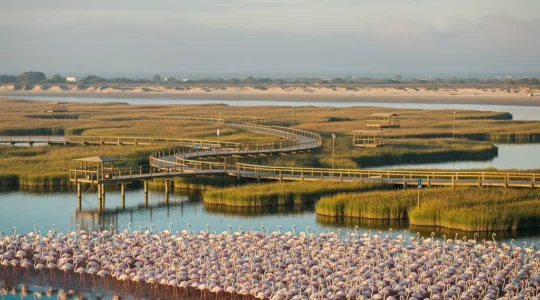 Vue aérienne montrant les étangs et sentiers du Parc de Pont de Gau avec des flamants roses au premier plan