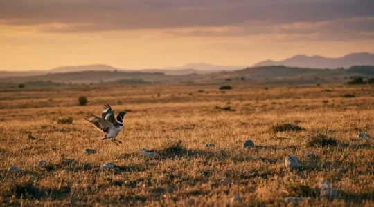 Outarde canepetière mâle en parade nuptiale dans la steppe de la Crau au printemps