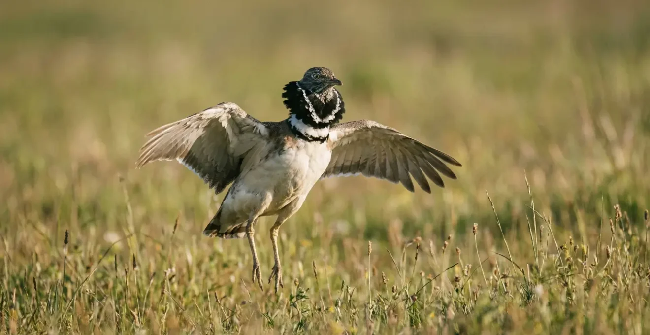 Mâle outarde canepetière effectuant son saut de parade caractéristique en avril