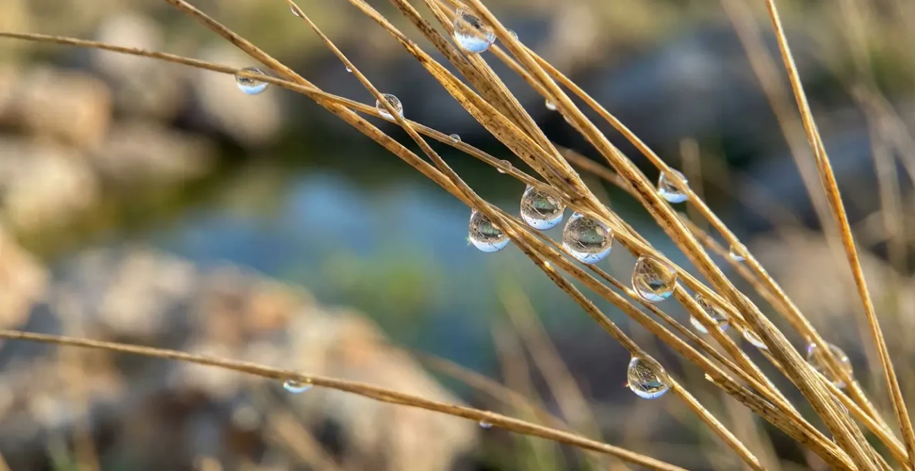 Point d'eau naturel dans la steppe de Crau à l'aube avec lumière dorée