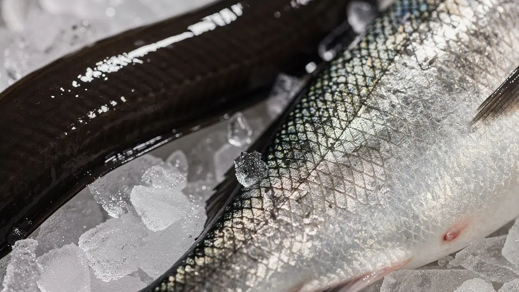 Anguille et loup de mer frais sur glace avec détails de leurs textures et colorations naturelles