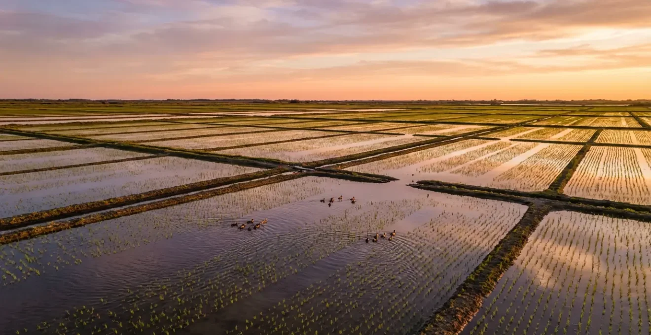 Rizières bio de Camargue avec canards au travail dans les champs inondés sous le soleil méditerranéen
