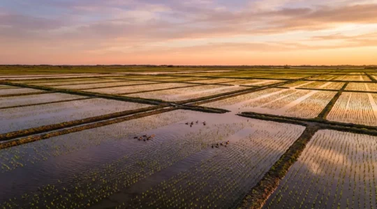 Rizières bio de Camargue avec canards au travail dans les champs inondés sous le soleil méditerranéen