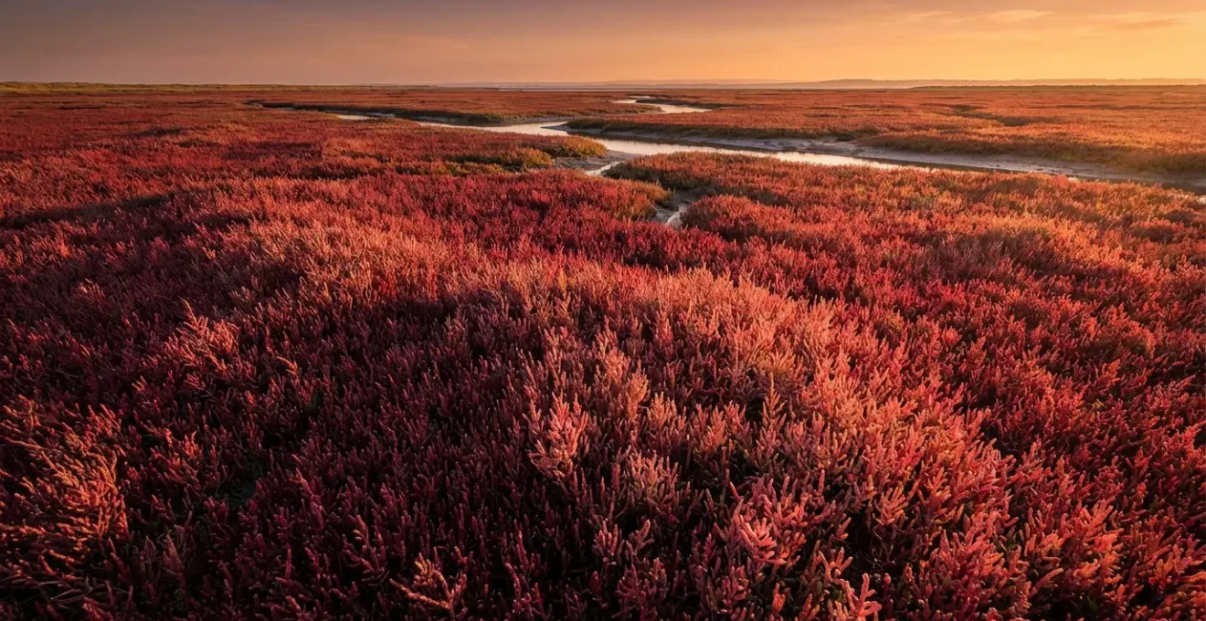 Étendue de salicornes rouges en automne avec jeu de lumière rasante
