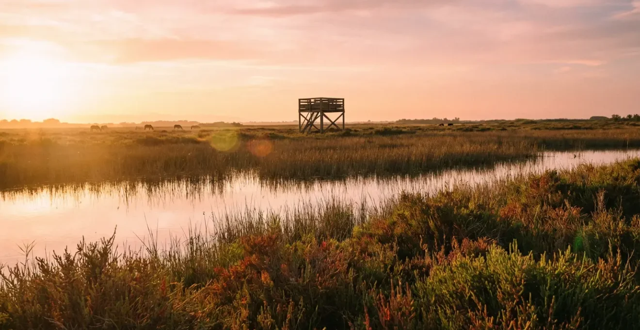 Paysage paisible de la Camargue au coucher de soleil avec ses étangs et sa végétation caractéristique